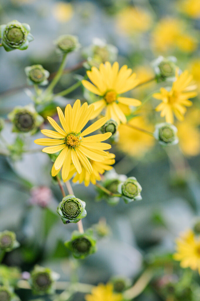 Image of flowers at the Arnold Arboretum